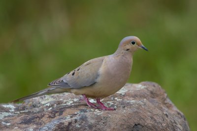 Mourning Dove - IMG_2989.JPG