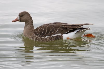 Greater White-fronted Goose - IMG_3072.JPG