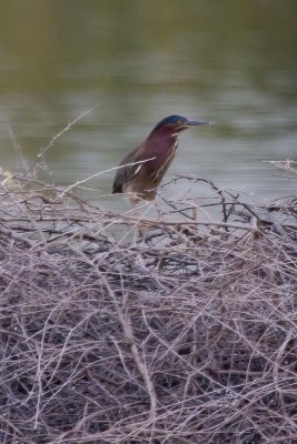 Green Heron - IMG_3091.JPG