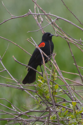Red-winged Blackbird - IMG_3108.JPG