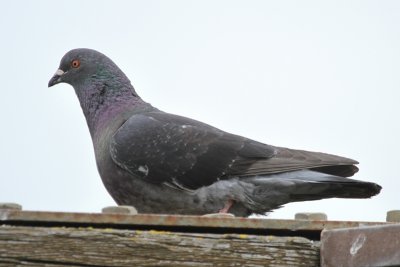 Rock Pigeon - IMG_3203.JPG