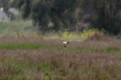 Northern Harrier - IMG_3235.JPG