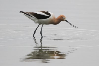 American Avocet - IMG_3287.JPG