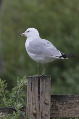 Ring-billed Gull - IMG_3292.JPG