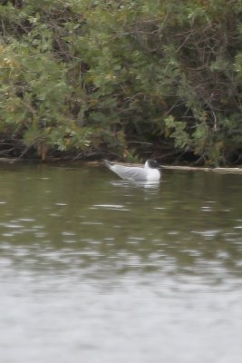 Bonaparte's Gull - IMG_3303.JPG