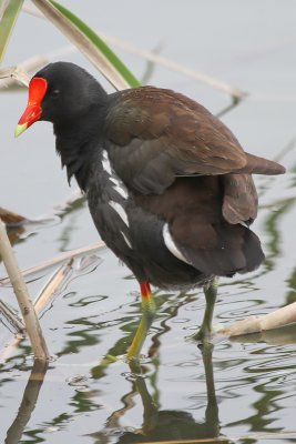 Common Moorhen - IMG_3448.JPG