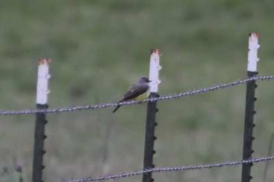 Western Kingbird - IMG_3509.JPG