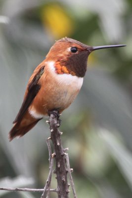 selasphorus Hummingbird - IMG_3594.JPG
