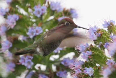 Anna's Hummingbird - IMG_3598.JPG