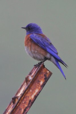 Western Bluebird - IMG_3636.JPG