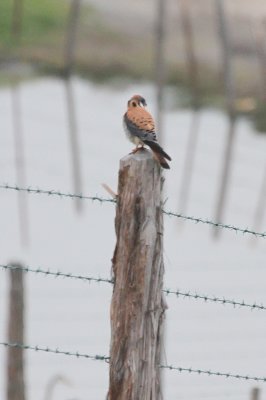 American Kestrel - IMG_3726.JPG