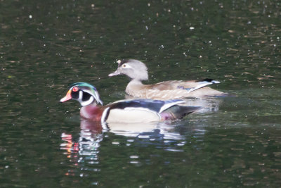 Wood Duck pair on the pond