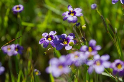 Blue-eyed Grass (Sisyrinchium bellum)