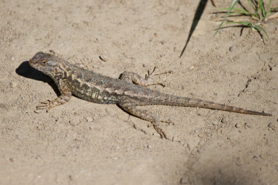 Western Fence Lizard