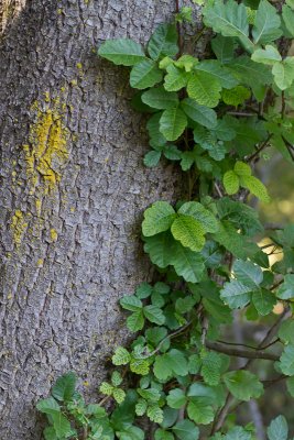 Poison Oak and lichen