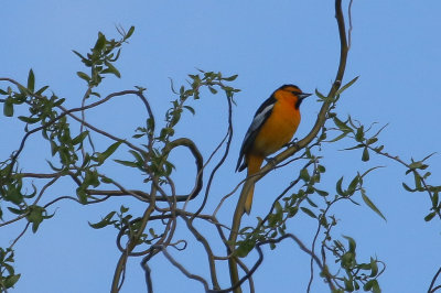 Bullock's Oriole