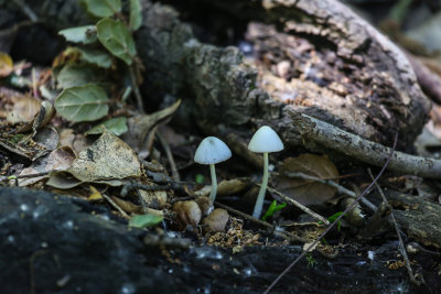 Little parasol mushrooms
