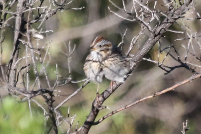 Lincoln's Sparrow