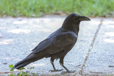 Common Raven at McClellan Ranch