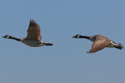 Canada Geese