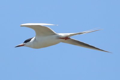 Forster's Tern