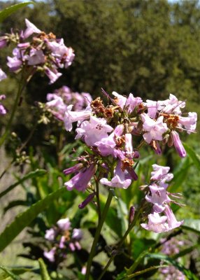 Yerba Santa