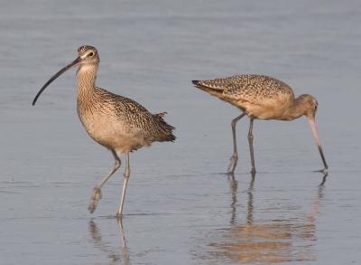 Long-billed Curlew and Marbled Godwit