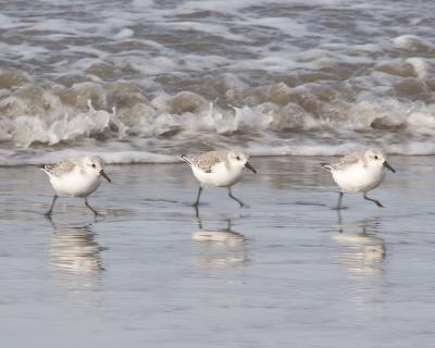 Sanderlings running from wave