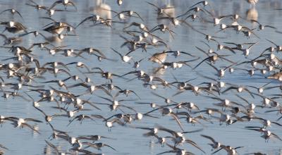 Flying shorebirds