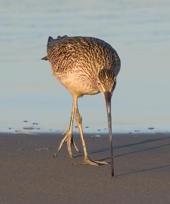 Long-billed Curlew, head on