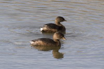 Pied-billed Grebes