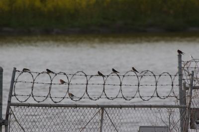 Barn Swallows, Northern Rough-winged Swallows and House Finches