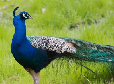 Peacock at Picchetti Ranch
