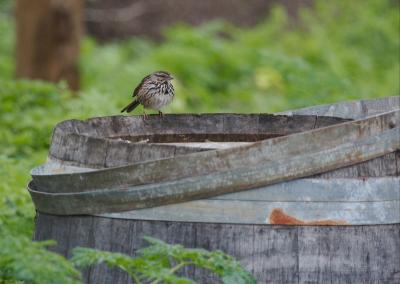 Song Sparrow at Picchetti Ranch