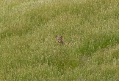 Coyote at Arastradero Preserve