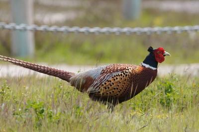 Ring-necked Pheasant, Palo Alto Baylands