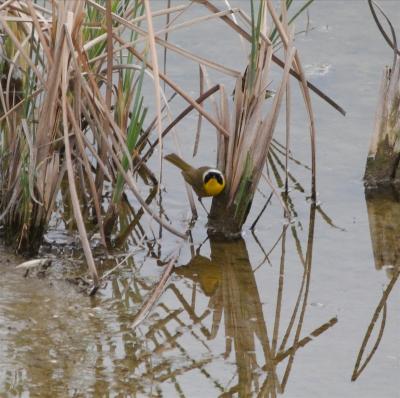 Common Yellowthroat, Coast Casey Forebay at Charleston Slough