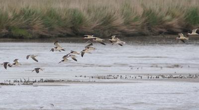 Black Skimmers at Charleston Slough