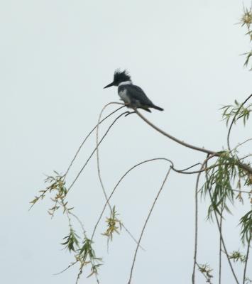 Belted Kingfisher at Ed Levin County Park