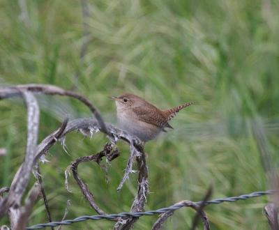 House Wren at Grant Ranch Park