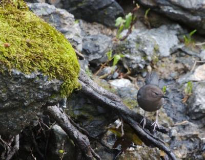 American Dipper