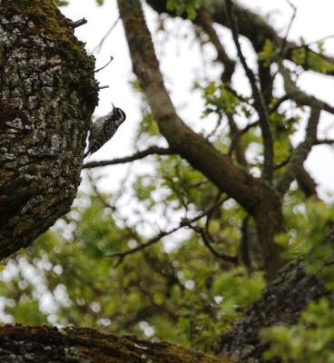 Nuttall's Woodpecker