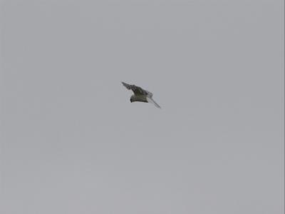 White-tailed Kite