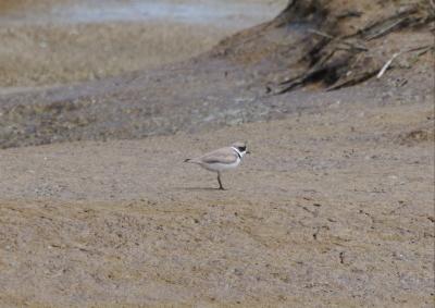 Semipalmated Plover