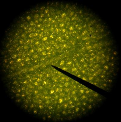 Bermuda Sorrel leaf cells and vein, 40x