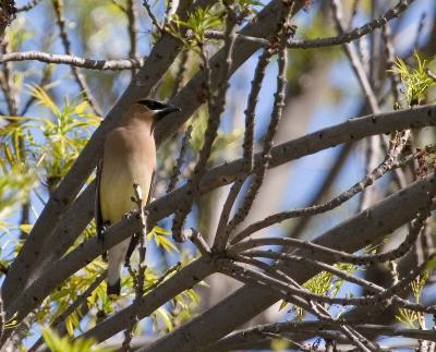 Cedar Waxwing waiting until I leave so he can go back to feeding