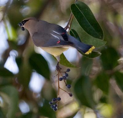 Adult Cedar Waxwing feeding on Privet berries