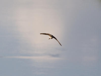 Tree(?) Swallow