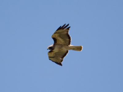 Red-tailed Hawk soaring