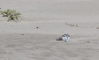 Snowy Plover on eggs